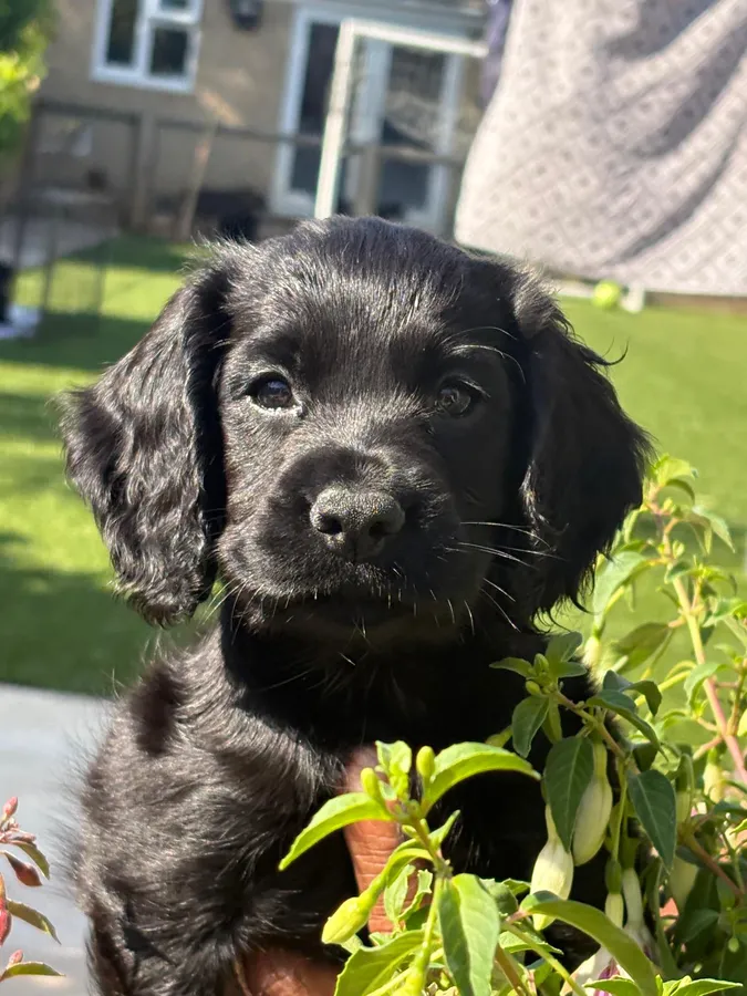 WORKING COCKER SPANIEL PUPPIES FOR SALE image 4