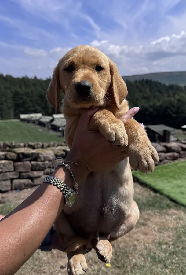 Kc Reg Labrador Puppies Ready to go image 3