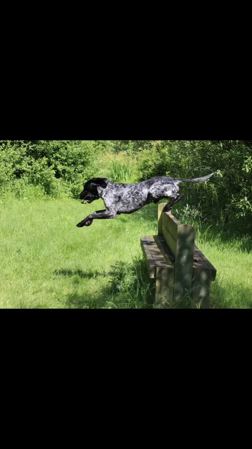 Well trained GSP image 2