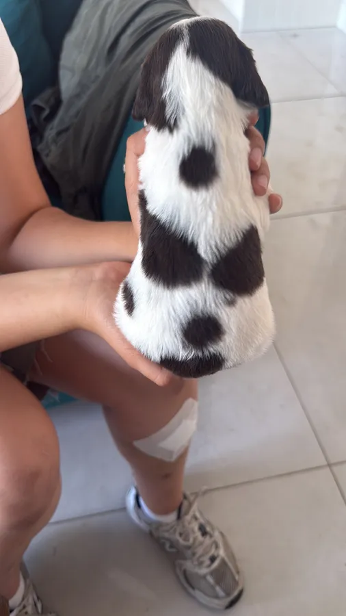 FT CH LINE PUPPIES FOR SALE image 2