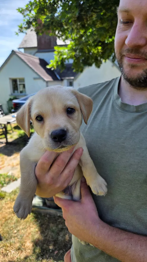 Ft Ch sired litter image 5