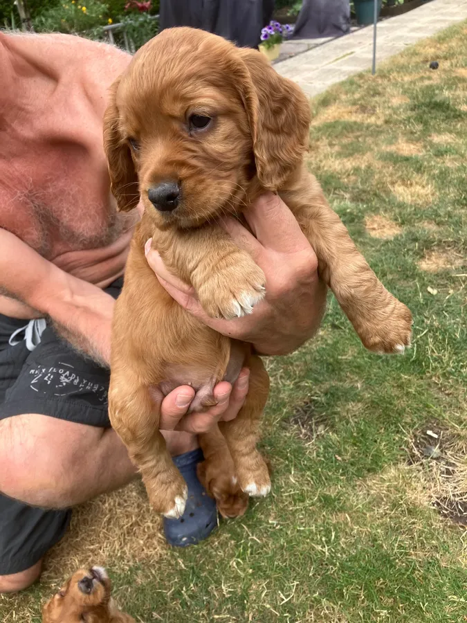 Working cocker spaniel pups for sale
