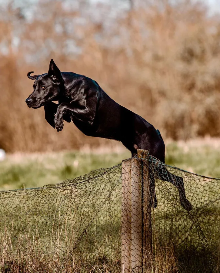 A strong litter of pure Labradors image 2