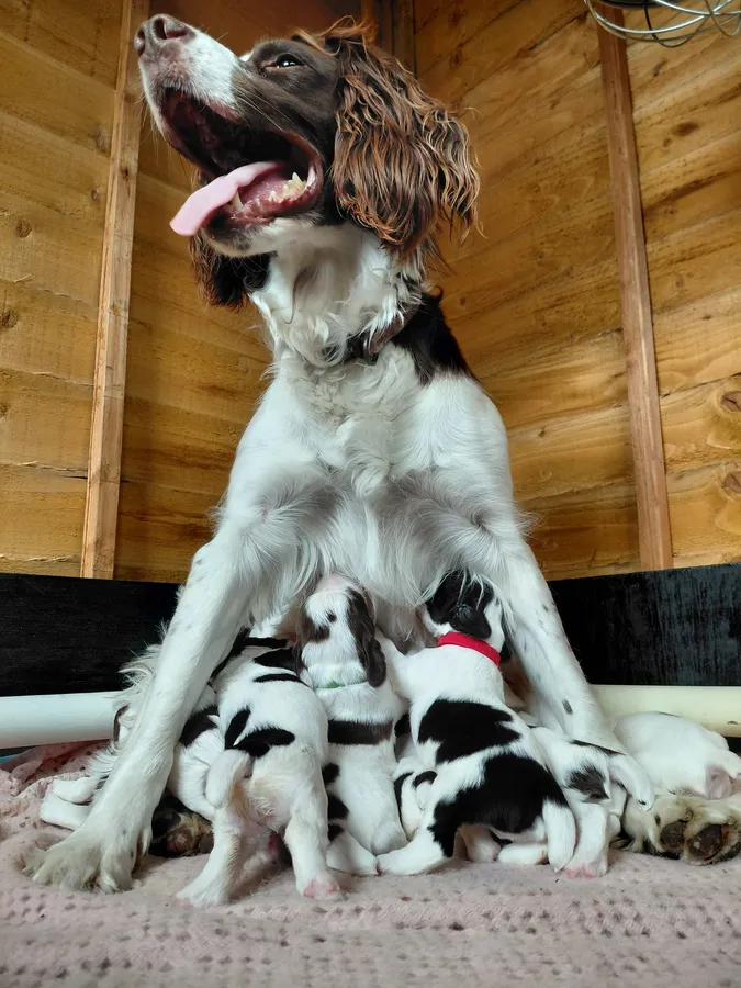 Kc Registered springer spaniel pups