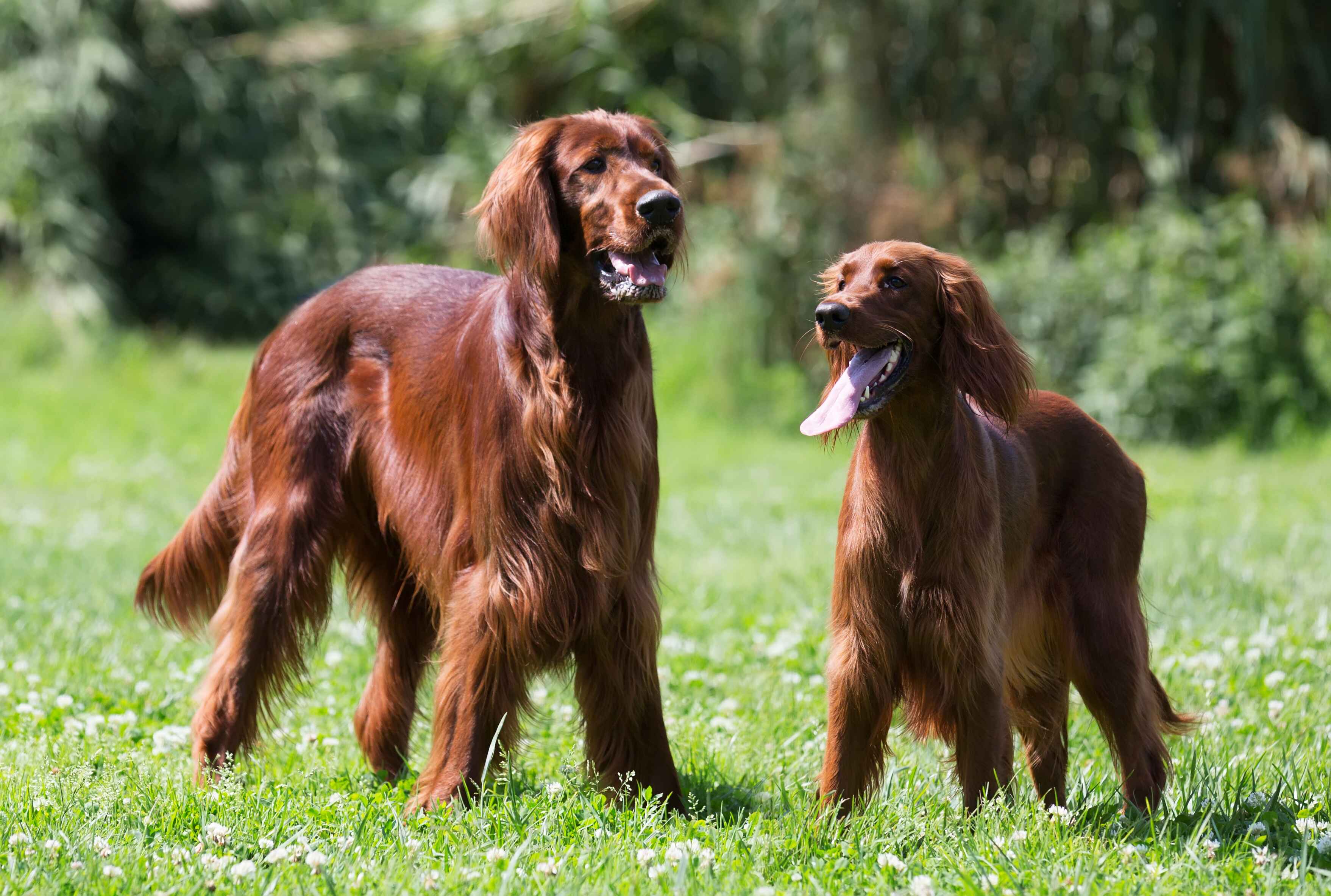Cocker Spaniel Puppies