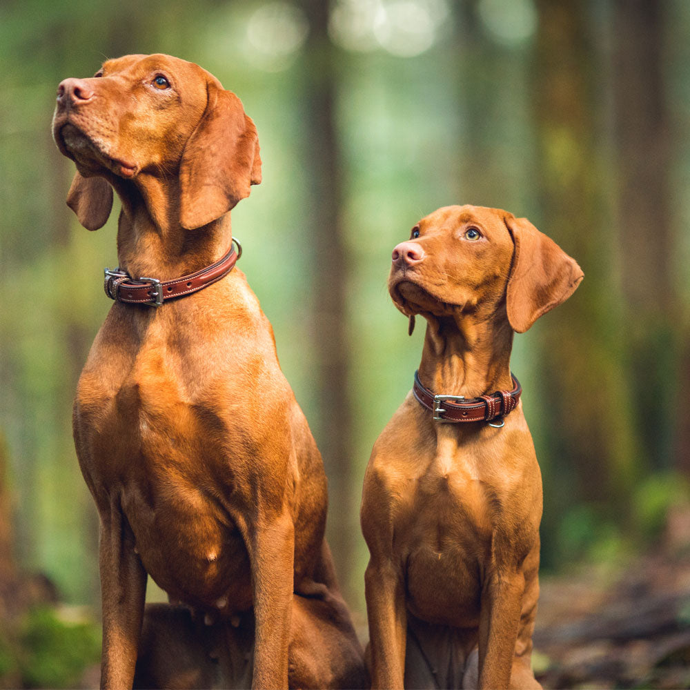 Hungarian Vizsla