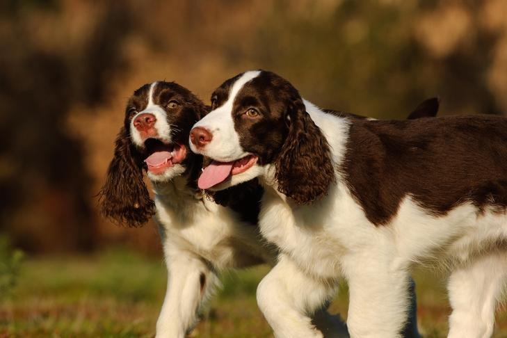 Springer Spaniel