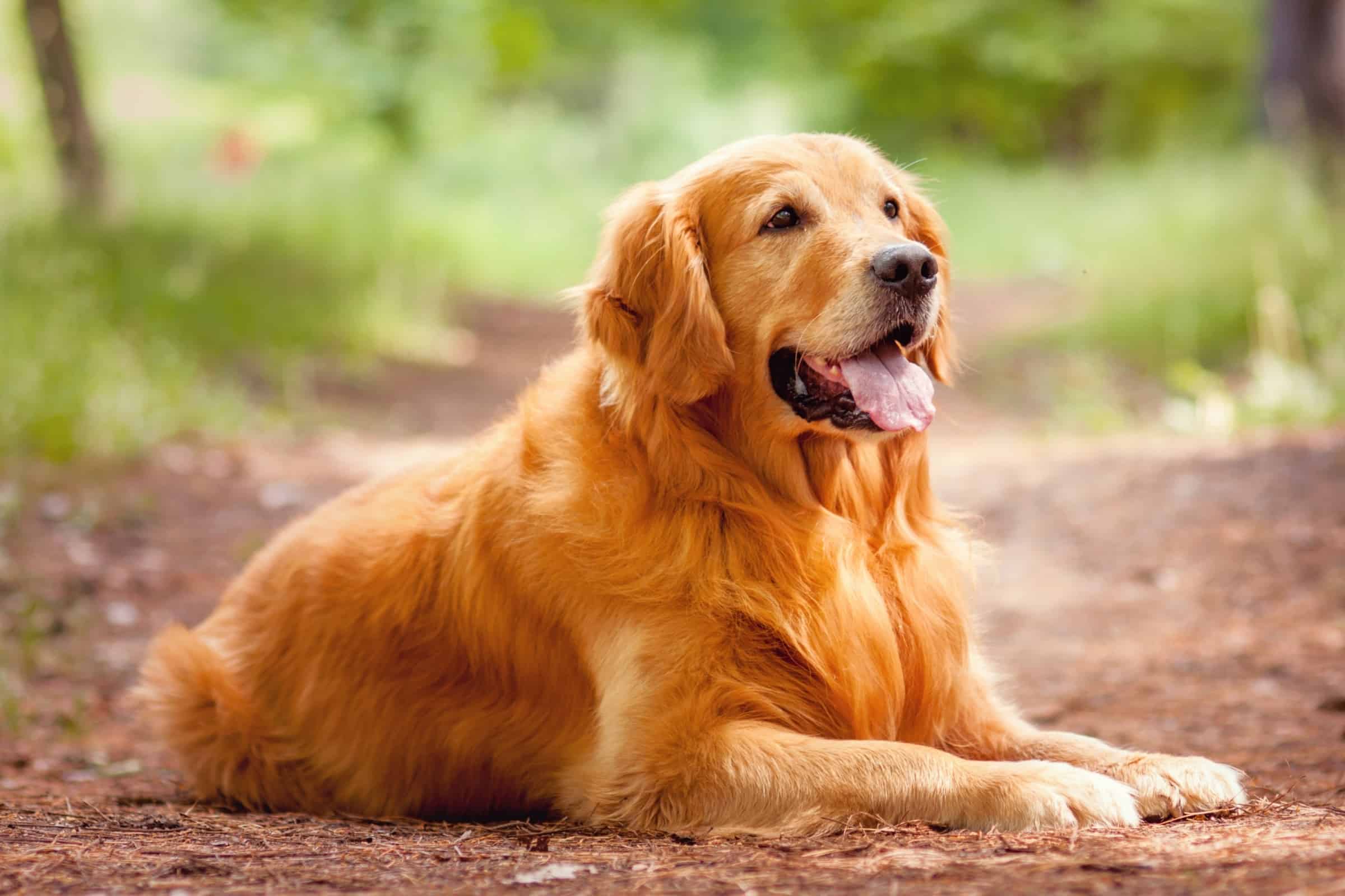 Golden Retriever