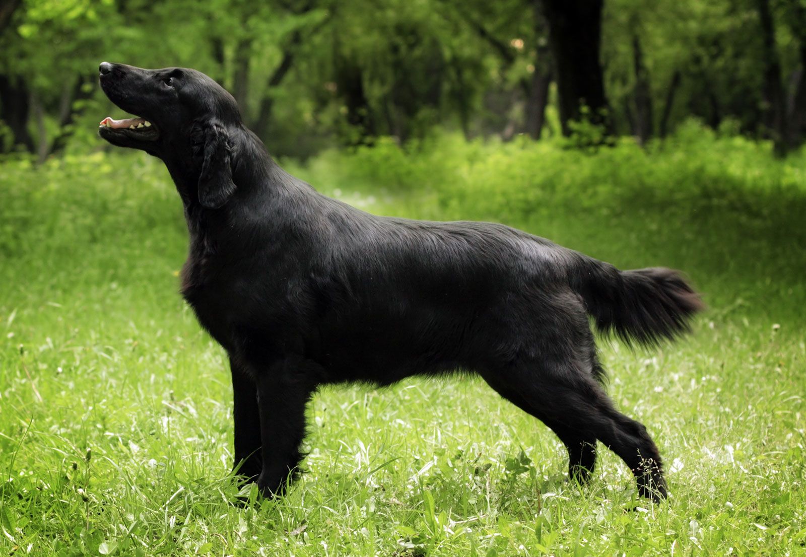 Flat Coated Retriever