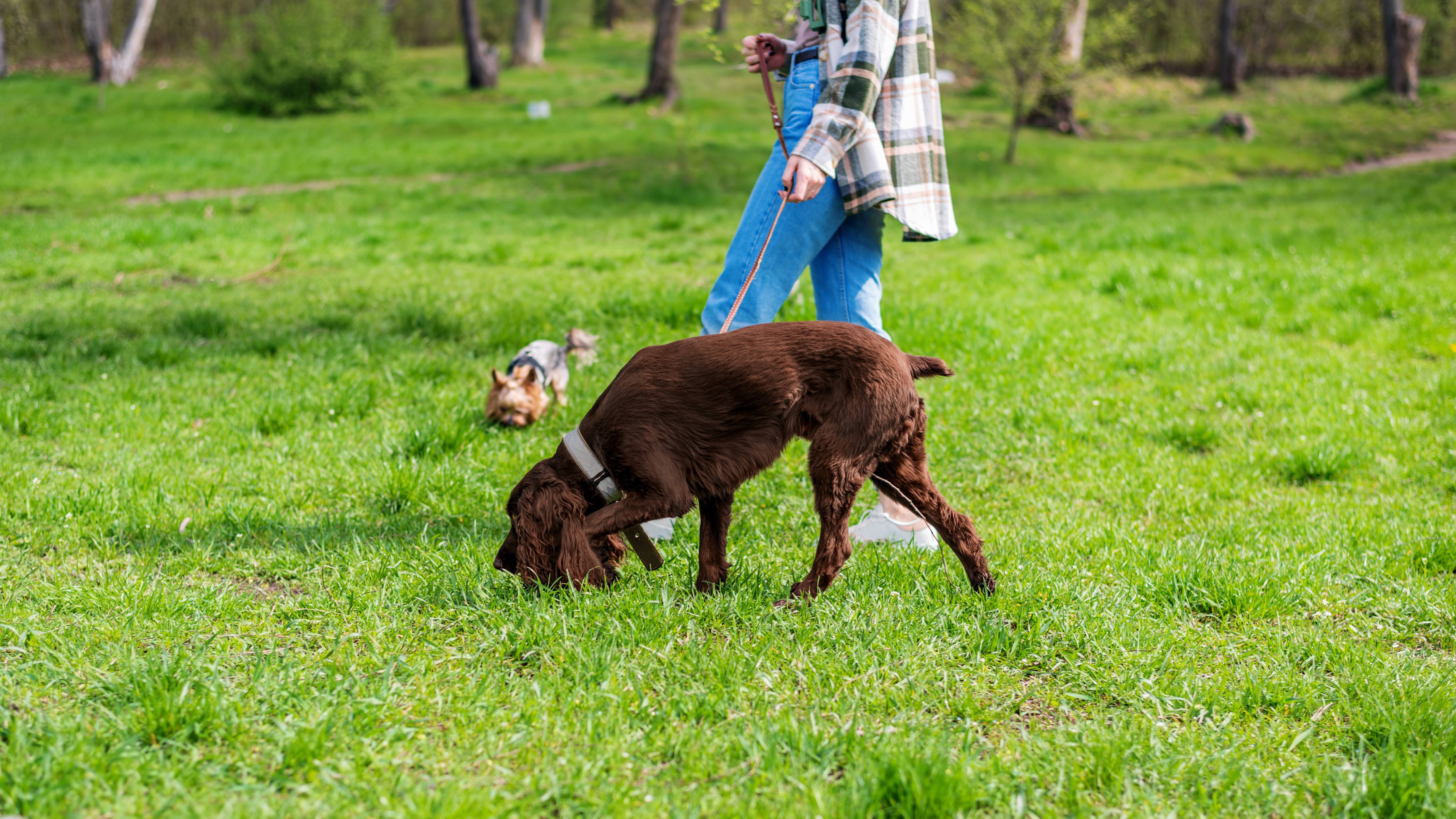 Why Your Gundog Keeps Breaking on the Shot (And How to Fix It Fast)