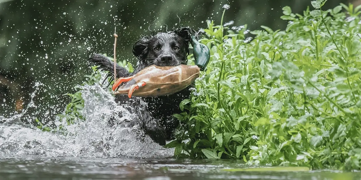Gundog Water Training: How to Train a Confident Swimming Dog (UK Guide)