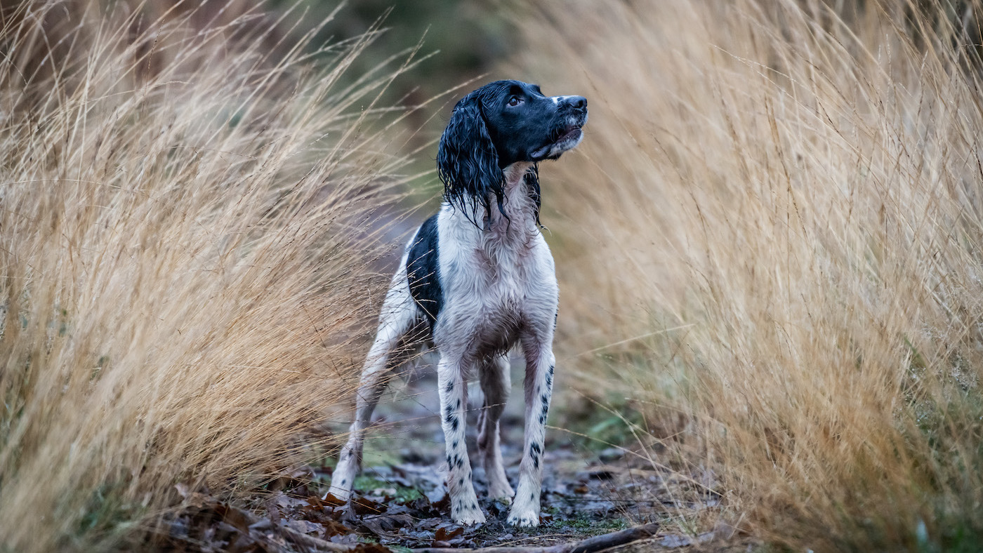 Working English Springer Spaniel Training, Temperament & Buying Guide (UK 2026)