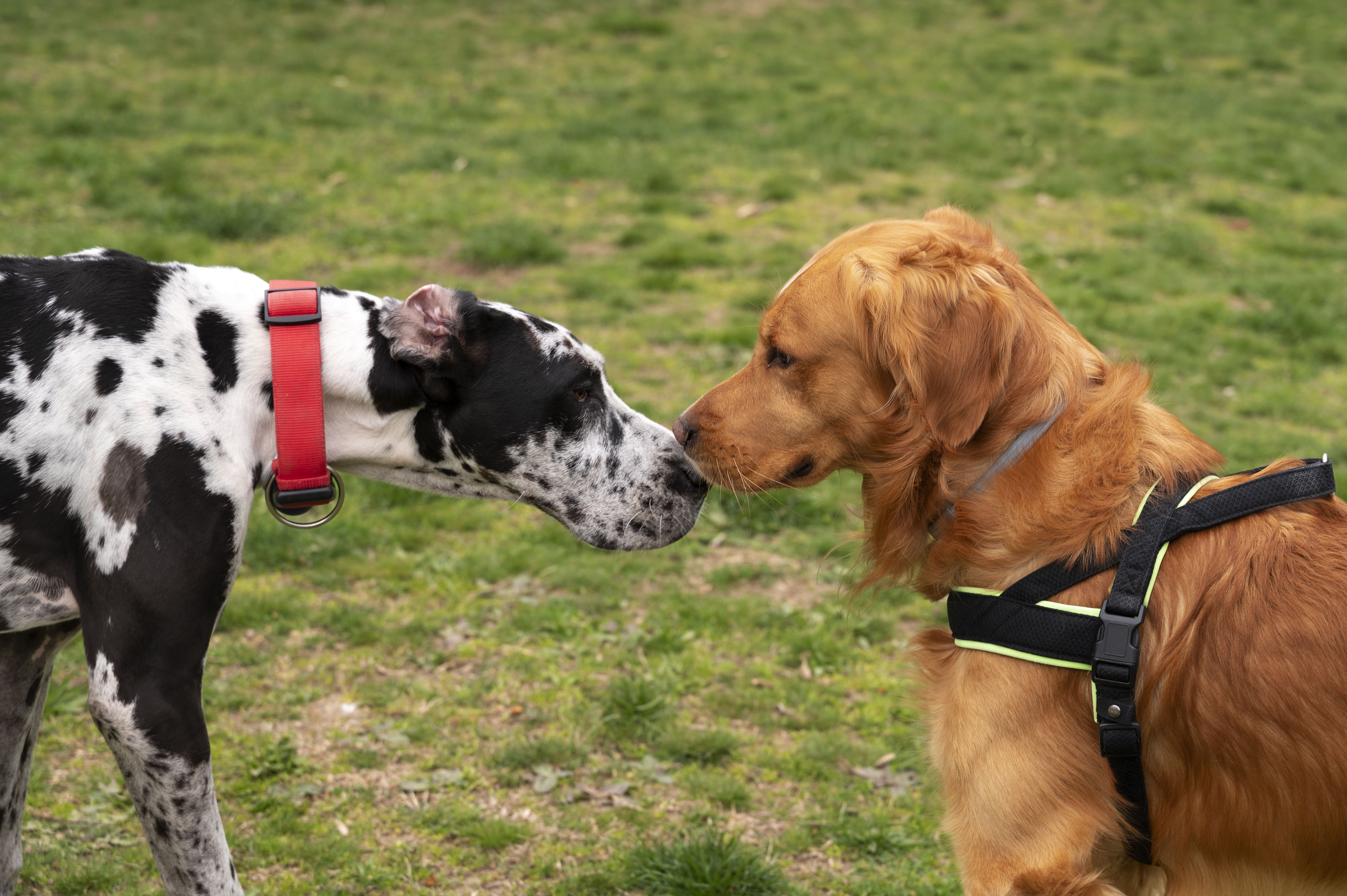 Cocker vs Springer Spaniel: Which Working Spaniel Suits Your Ground?