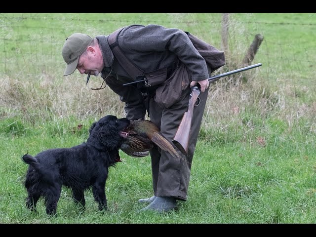 Stop Whistle Training for Gundogs UK: The One Drill That Actually Works