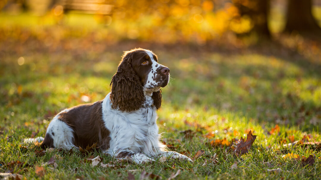 Where Can I Find Gun Dogs for Sale in the UK?